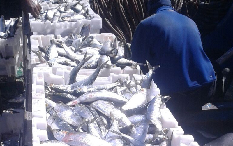 Fishmongers boycott supplying Moroccan markets