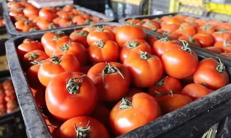 فحوصات تكشف مادة سامة في طماطم مغربية تؤثر على الكلى!!