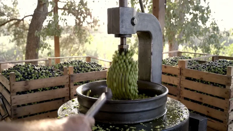 المندوبية ترصد “تراجعا ملحوظا” في أسعار المواد الغذائية