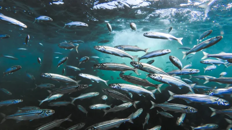 إغلاق المنطقة الجنوبية للمغرب لحماية صغار السردين