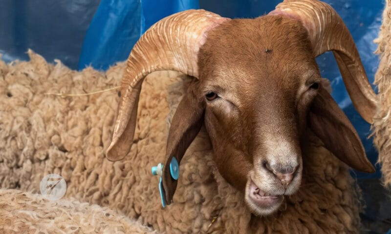 الأوقاف: عيد الأضحى يوم الأربعاء 27 ماي في المغرب